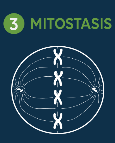 03 - Mitostasis