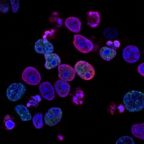 Cells marked with fluorescene for further biochemical analysis