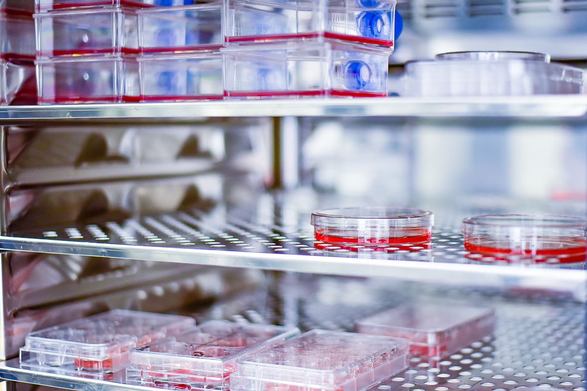CO₂ incubator interior, a common site of cross-contamination risk in cell culture