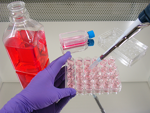 Example of cell culture work