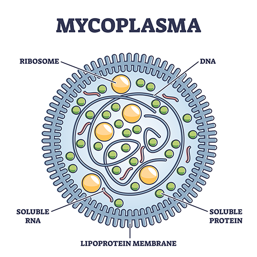 Illustration: Structure of a Mycoplasma bacterium