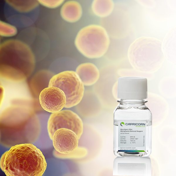 Mycoplasma Contamination: Everything you should know