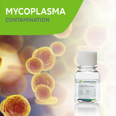 Mycoplasma Teaser | Knowledge Center