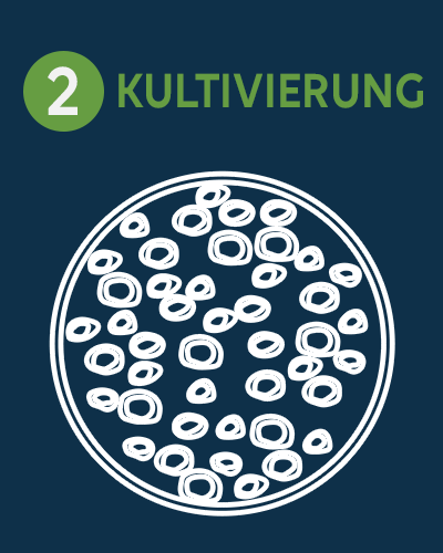 02 - Kultivierung