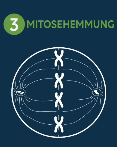 03 - Mitosehemmung